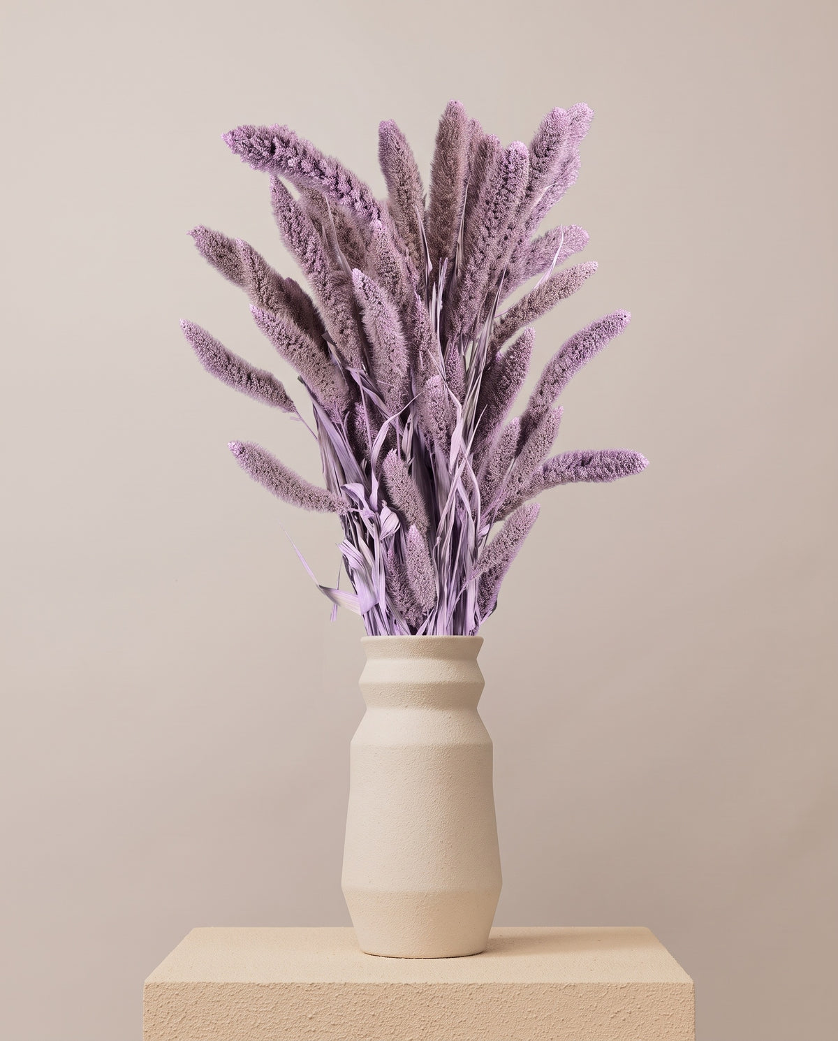 Setaria seca lavanda en un jarrón. Jarrón no incluido.
