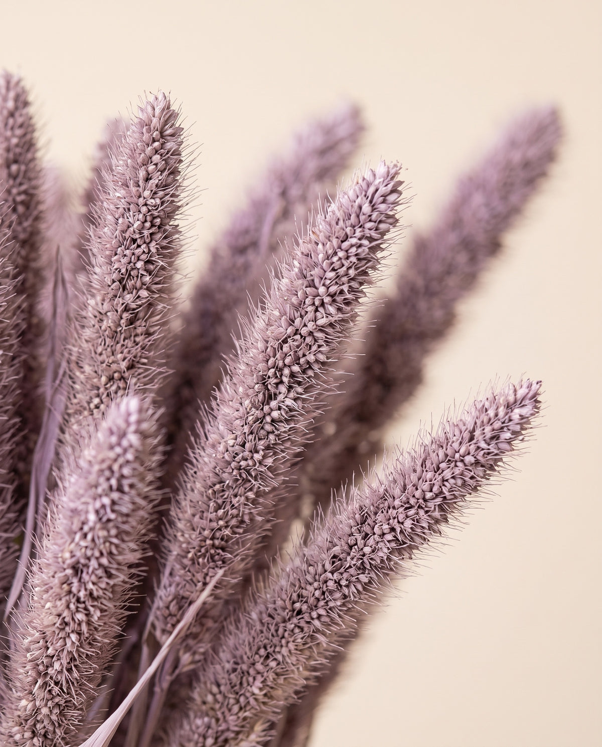 Detalle de cerca de setaria seca lavanda.