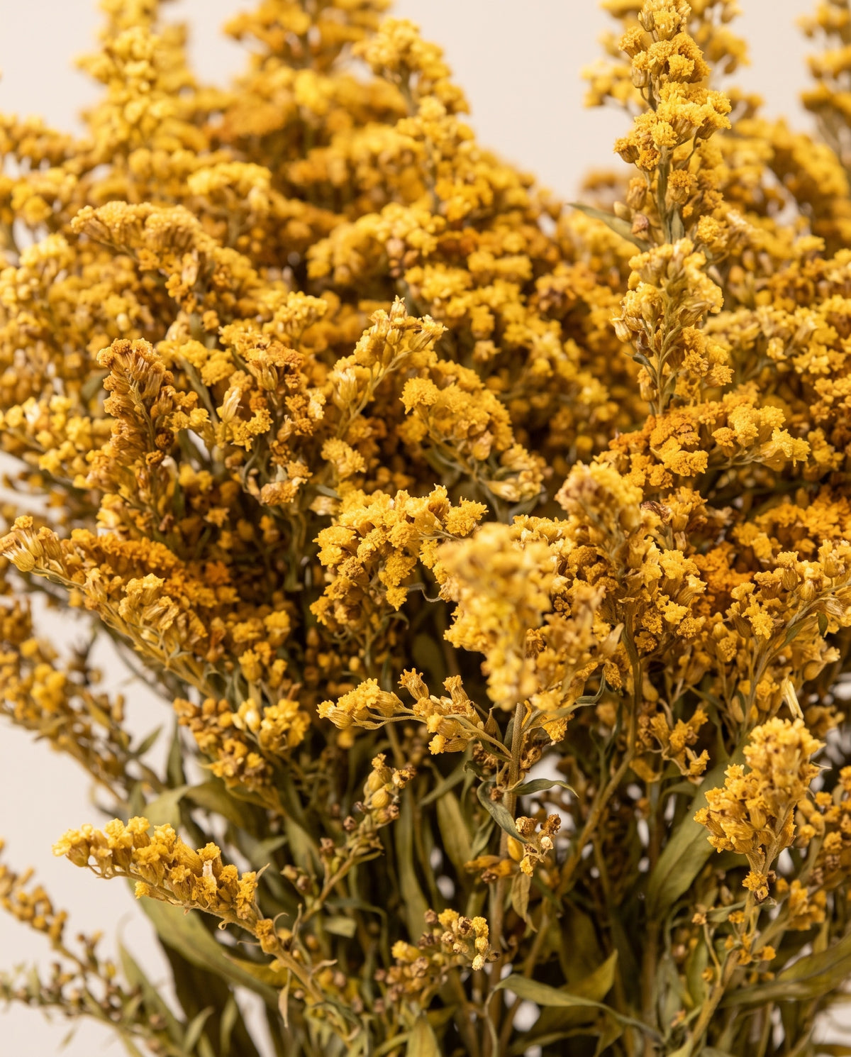 Detalle de cerca de solidago preservada amarilla.