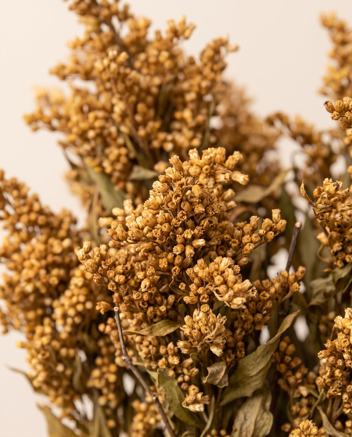 Detalhe de perto de solidago preservada chocolate.