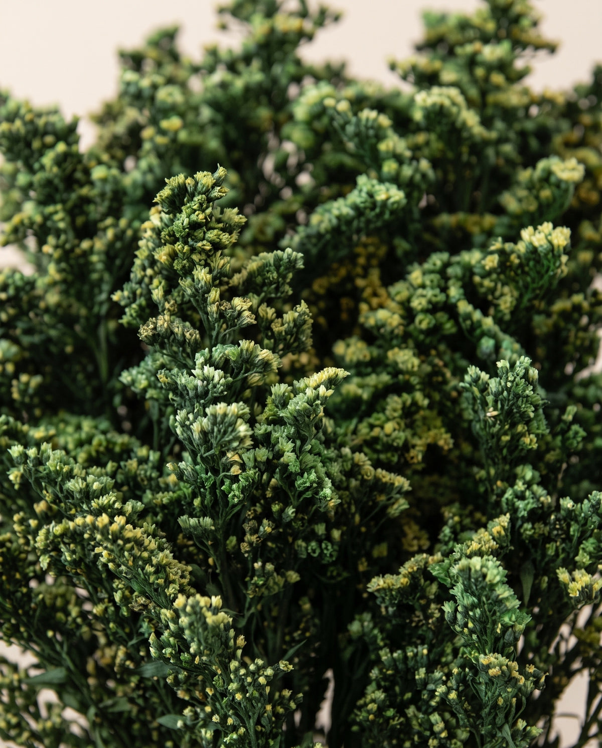 Detalhe de perto de solidago preservada verde-azulado.