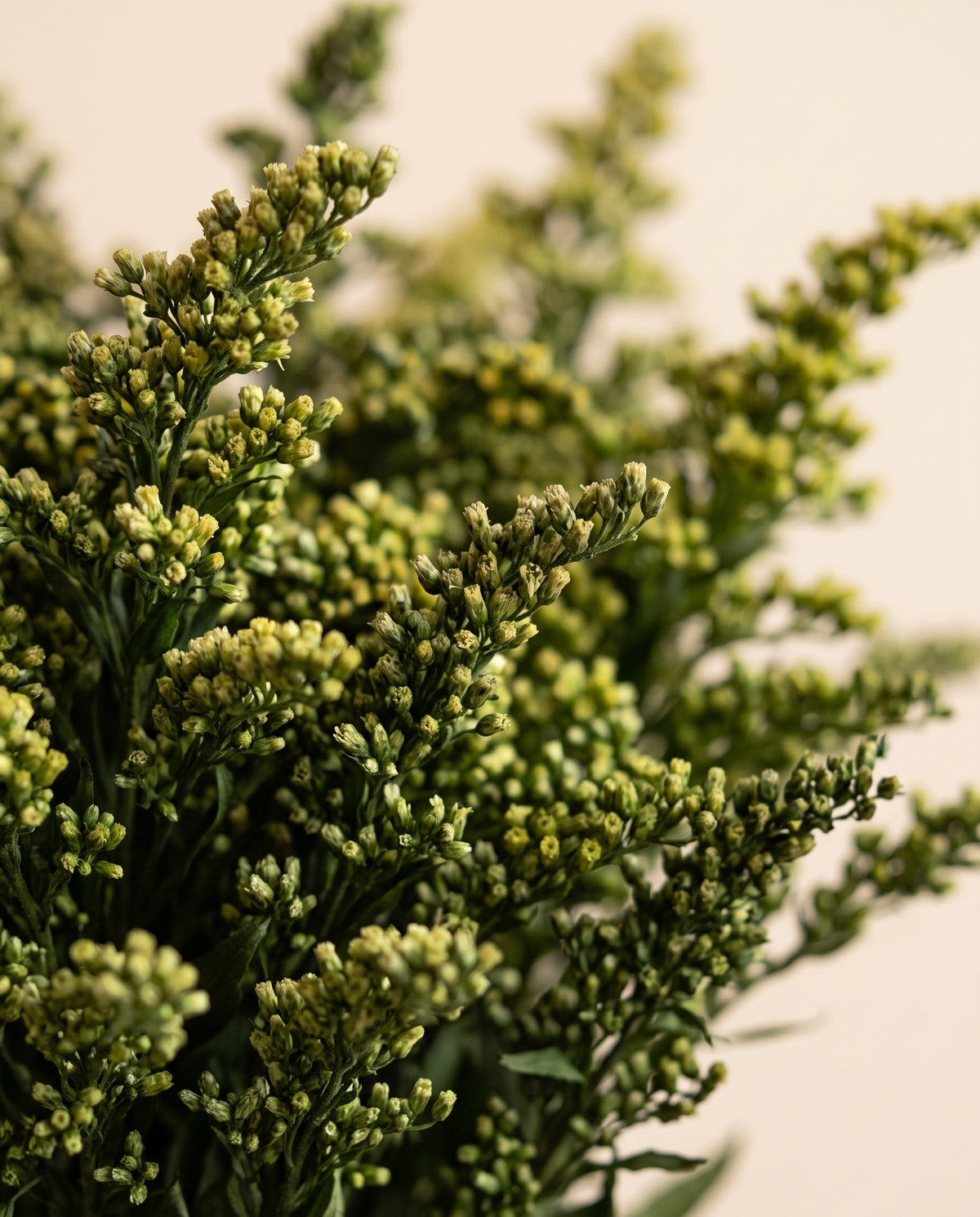Detalle de cerca de solidago preservada verde.