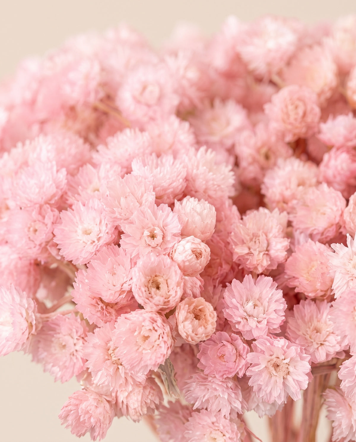 Detalle de cerca de siempreviva seca rosa claro.