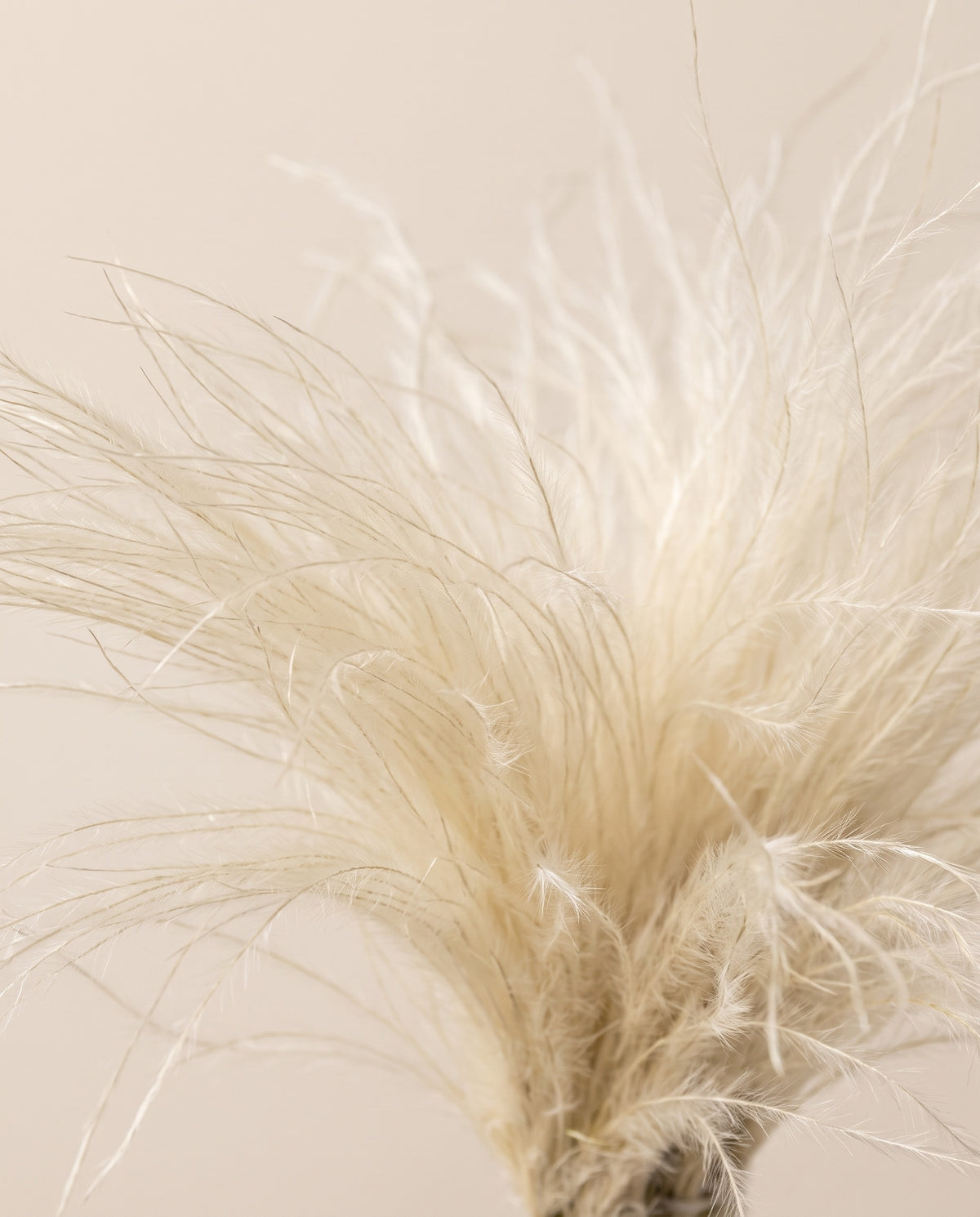 Detalle de cerca de stipa pennata seca blanca.