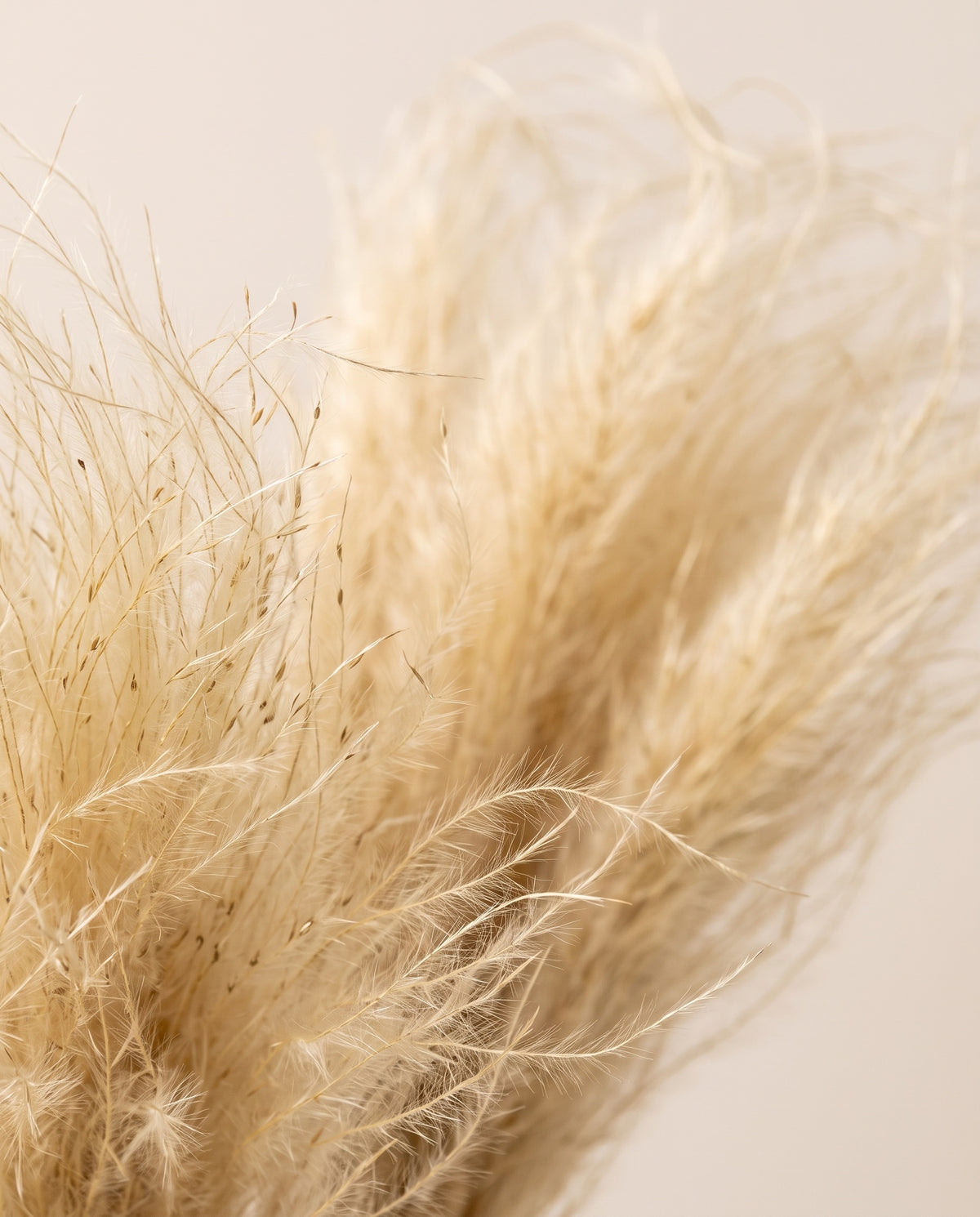 Pormenor de perto: stipa pennata seca natural.