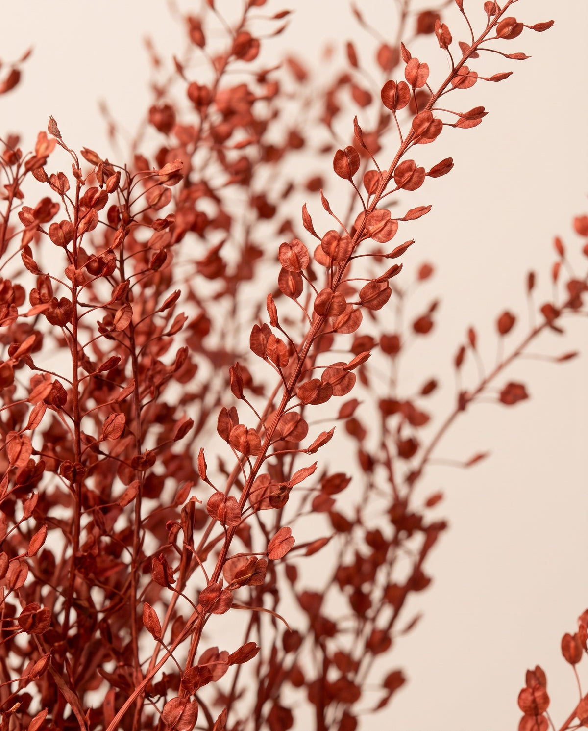 Detalle de cerca de thlaspi preservado rojo