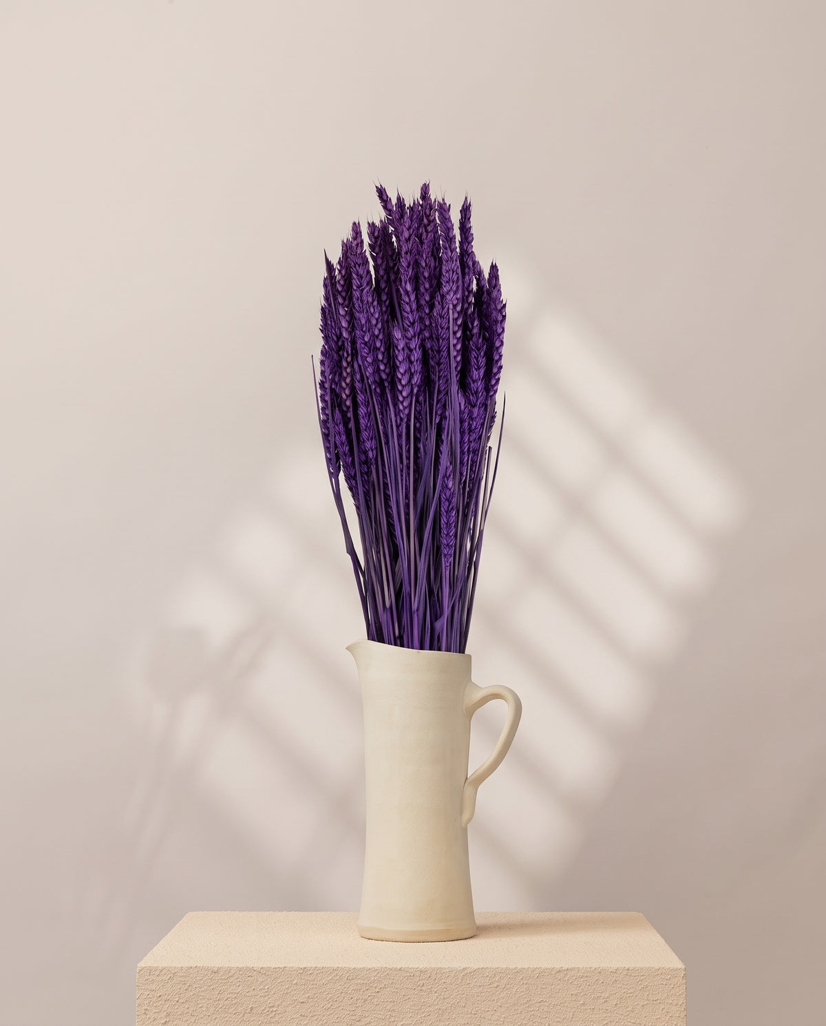 Trigo seco morado en una jarra de cerámica crema. Jarra no incluida.