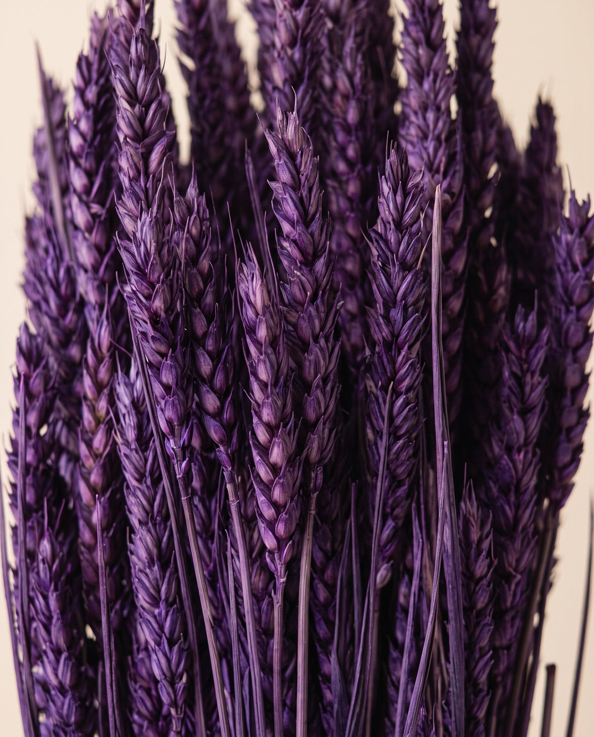 Detalle de cerca de trigo seco morado.