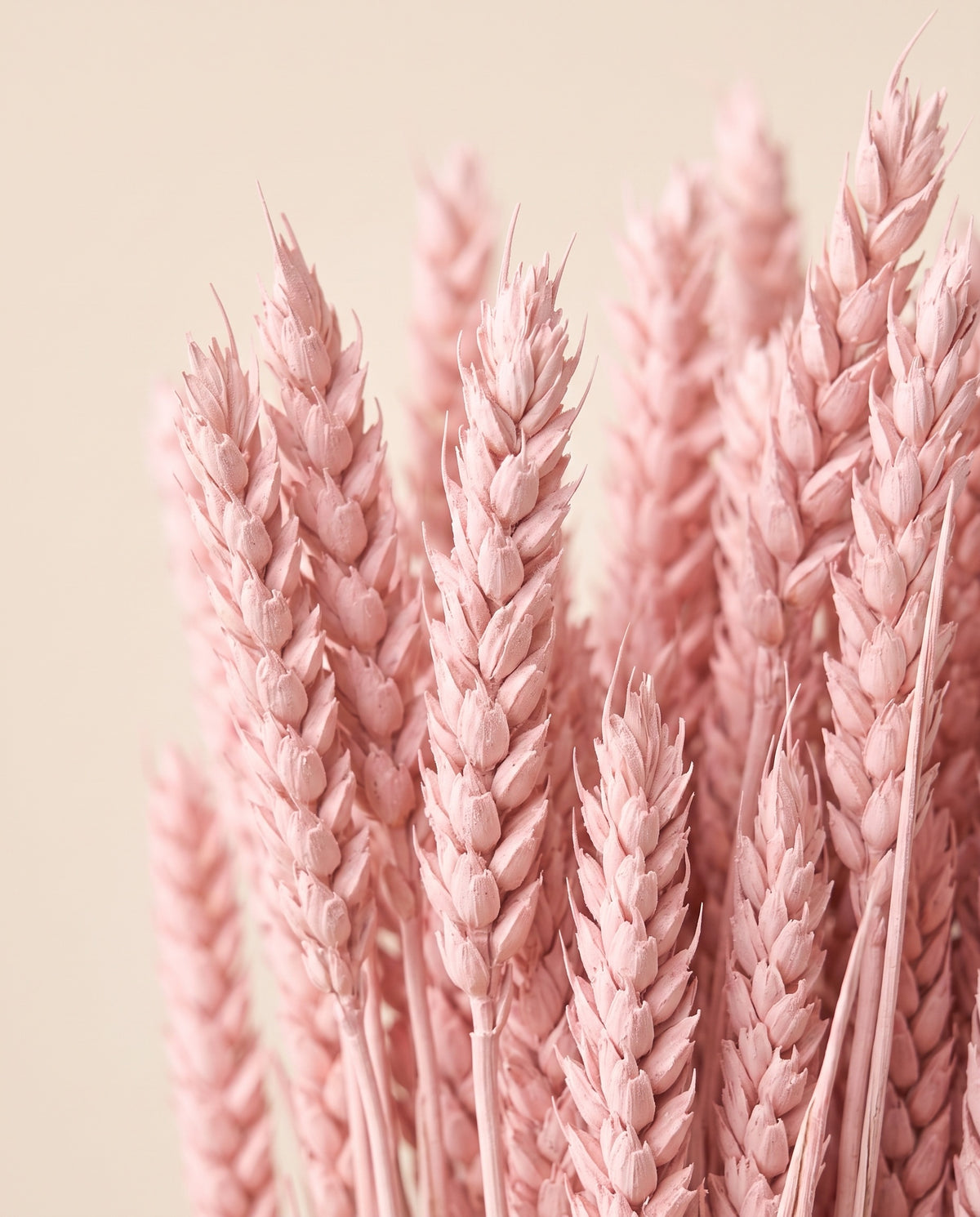Detalle de cerca de trigo seco rosa claro.
