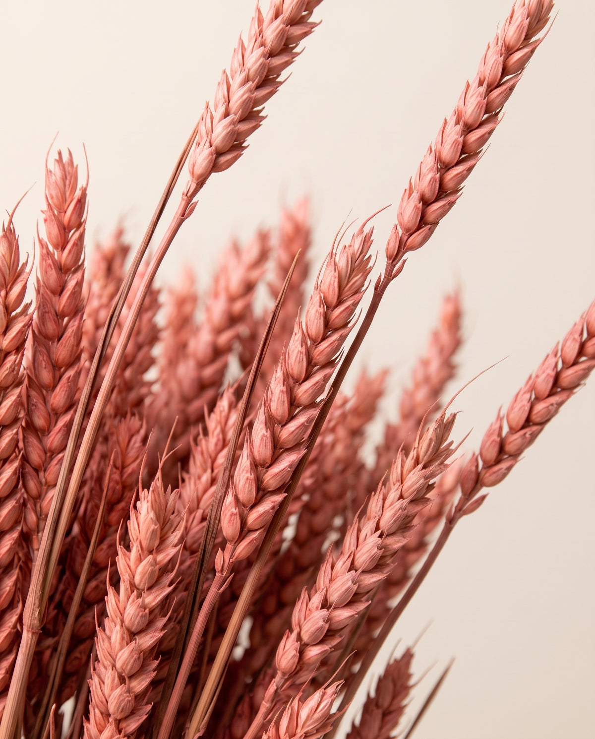 Detalle de cerca de trigo seco rosa.